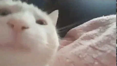 Cat Vibing Original
